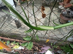 Epipremnum