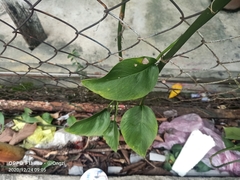 Epipremnum