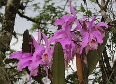 Cattleya maxima