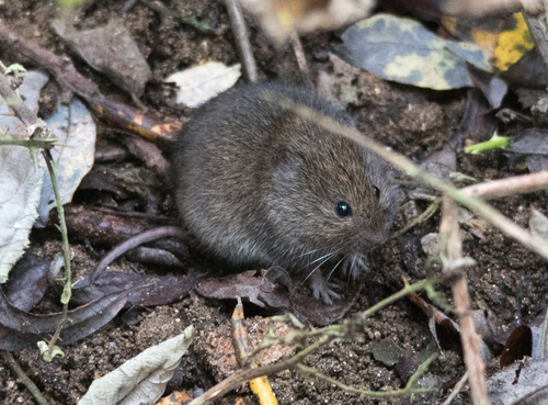 California Vole