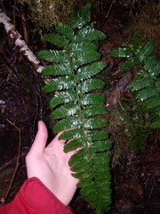 Polystichum setigerum