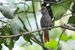 Thamnophilus palliatus