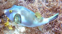 Ringed Pufferfish photo 5