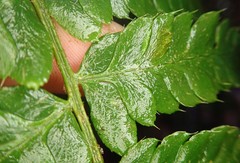 Polystichum setigerum