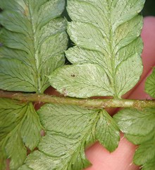 Polystichum setigerum