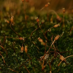 Anacamptodon splachnoides