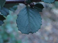 Ceanothus gloriosus exaltatus