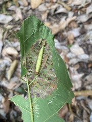 Darpa striata