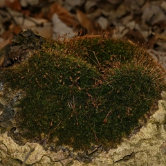 Anacamptodon splachnoides