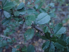 Ceanothus gloriosus exaltatus