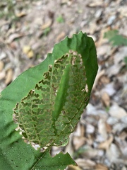 Darpa striata