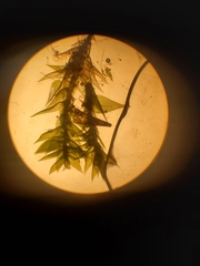 Anacamptodon splachnoides