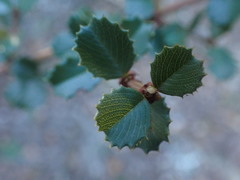 Ceanothus gloriosus exaltatus