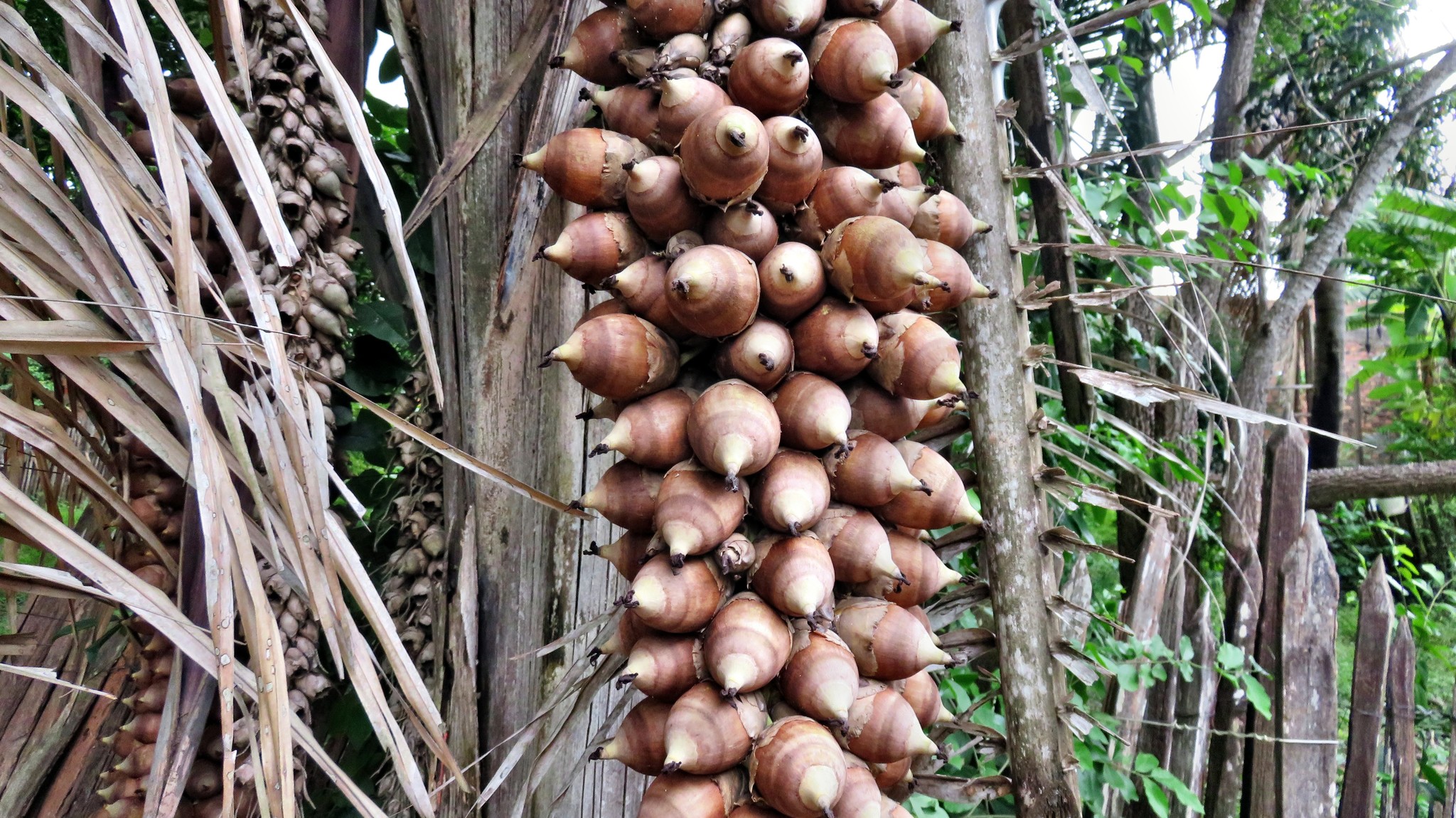 Attalea speciosa