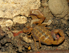 Tityus martinpaechi