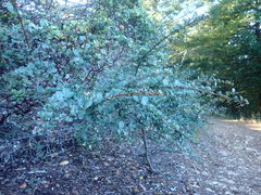 Ceanothus gloriosus exaltatus