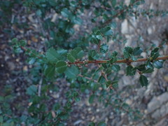 Ceanothus gloriosus exaltatus