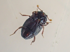 Plegaderus