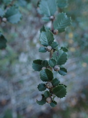 Ceanothus gloriosus exaltatus