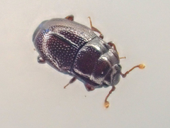 Plegaderus