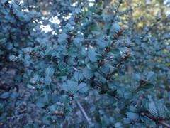 Ceanothus gloriosus exaltatus