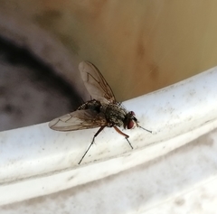 Diptera