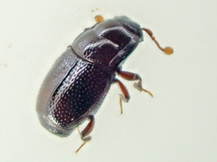 Plegaderus