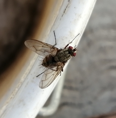 Diptera