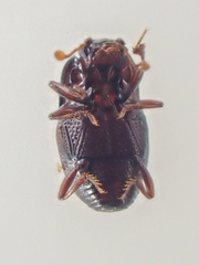 Plegaderus