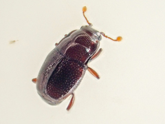 Plegaderus