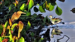 Porphyrio flavirostris