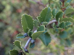 Ceanothus masonii