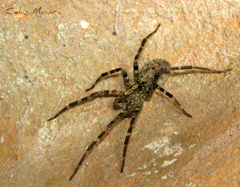 Acanthocteninae