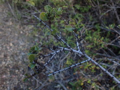 Ceanothus masonii