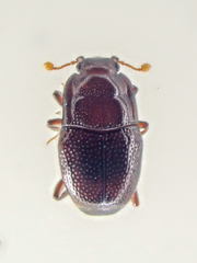 Plegaderus