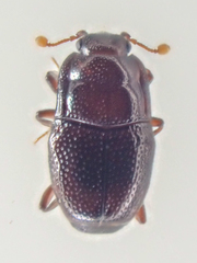 Plegaderus