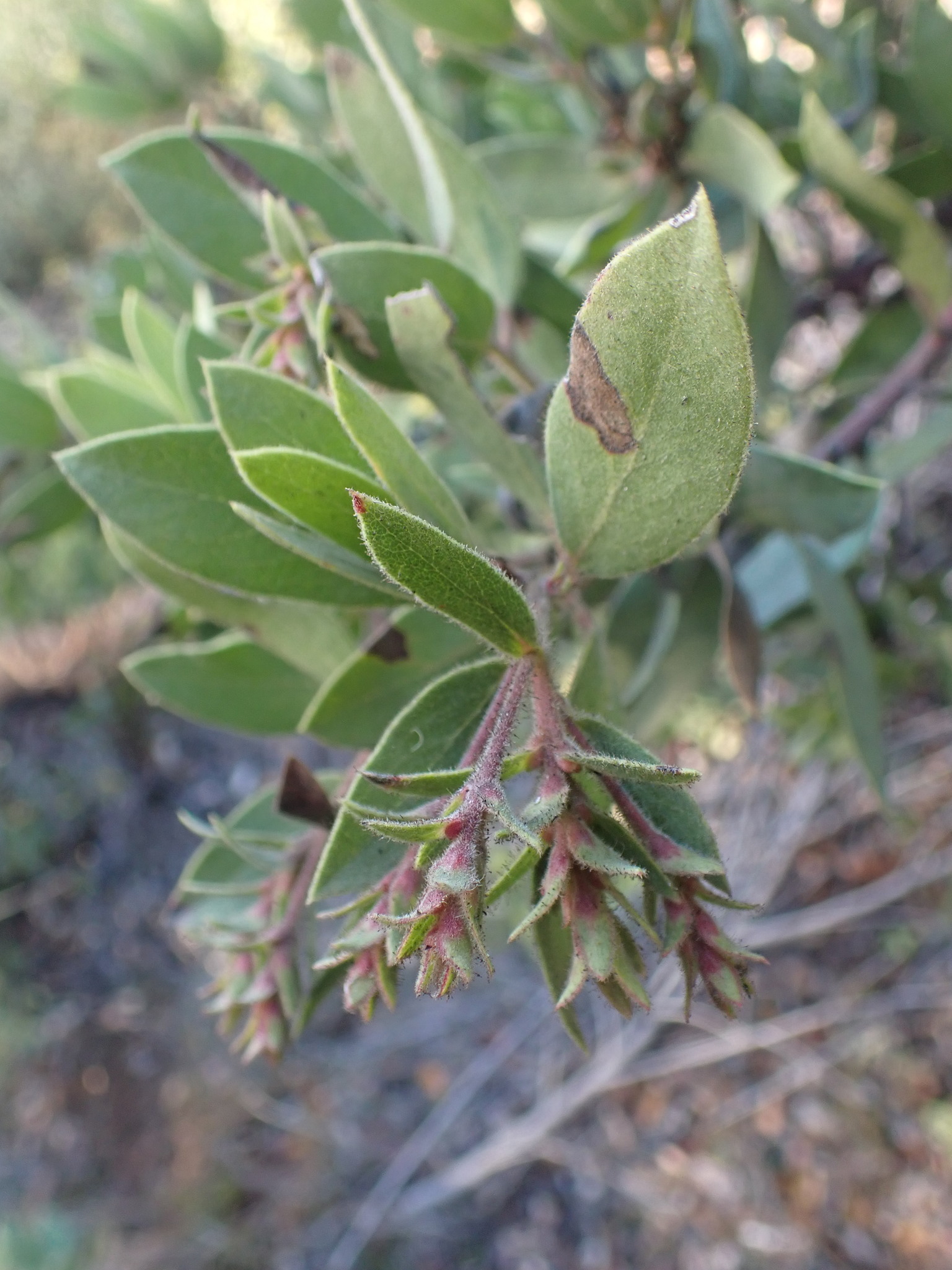 Arctostaphylos glandulosa ssp. glandulosa