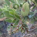 Arctostaphylos glandulosa glandulosa - Photo (c) Morgan Stickrod, osa oikeuksista pidätetään (CC BY-NC), uploaded by Morgan Stickrod