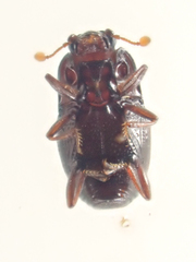 Plegaderus