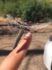 Libellula nodisticta