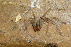 Loxosceles amazonica