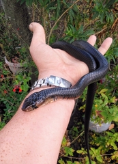 Drymarchon melanurus erebennus