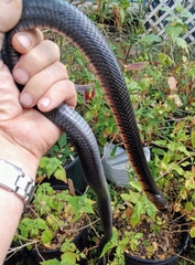Drymarchon melanurus erebennus