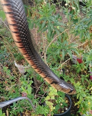 Drymarchon melanurus erebennus