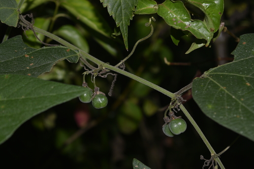Image of Passiflora sexflora by (c) Saban-Sequén, E.A., some rights reserved (CC BY)