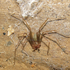 Loxosceles amazonica