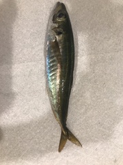 Trachurus symmetricus