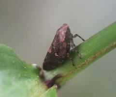 Ariptyelus