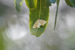 Pityeja histrionaria
