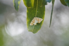 Pityeja histrionaria